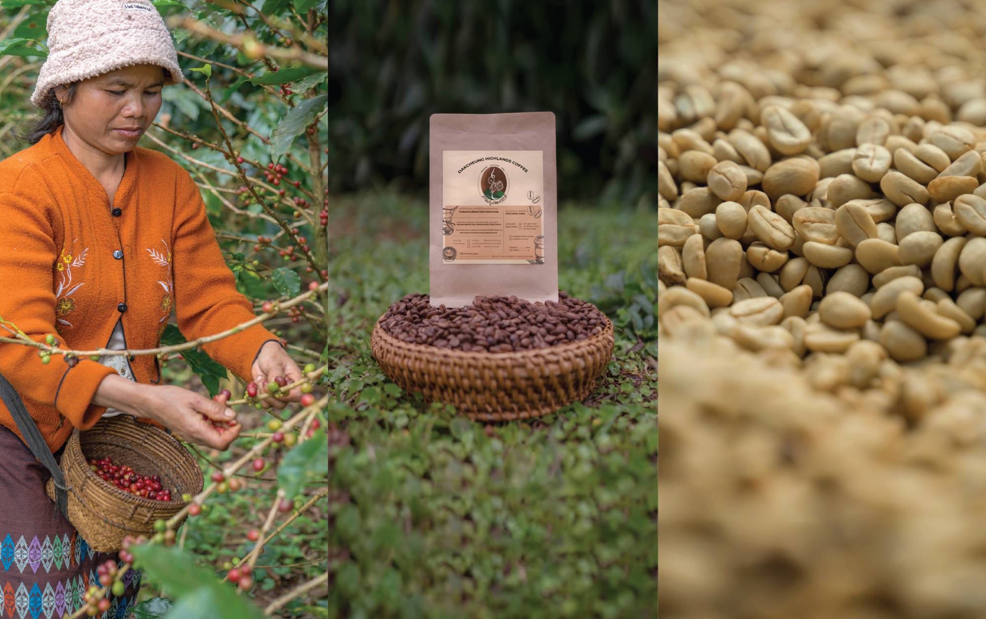 Lao Coffee Cooperative Launches as Specialty Coffee Producers Prepare for World of Coffee Bangkok Showcase